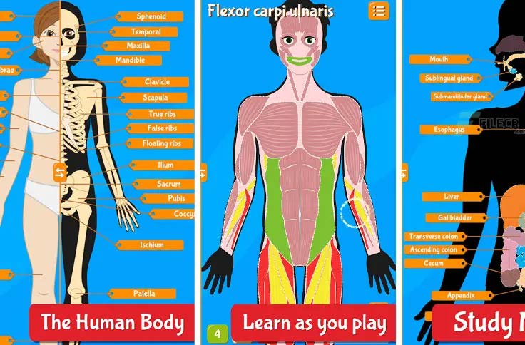 Human Anatomy - Body parts 2025 (Android Digital Delivery 2025)